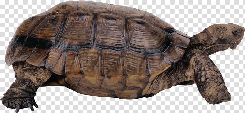 Turtle , Turtle transparent background PNG clipart