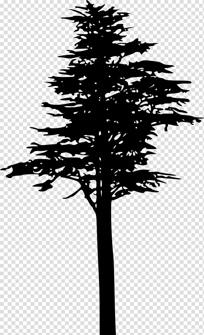 Tree Pinus contorta Silhouette Branch, coconut tree transparent background PNG clipart