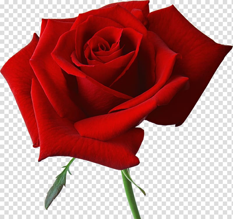 Rose Flower , Large Red Rose , red flower illustration transparent background PNG clipart
