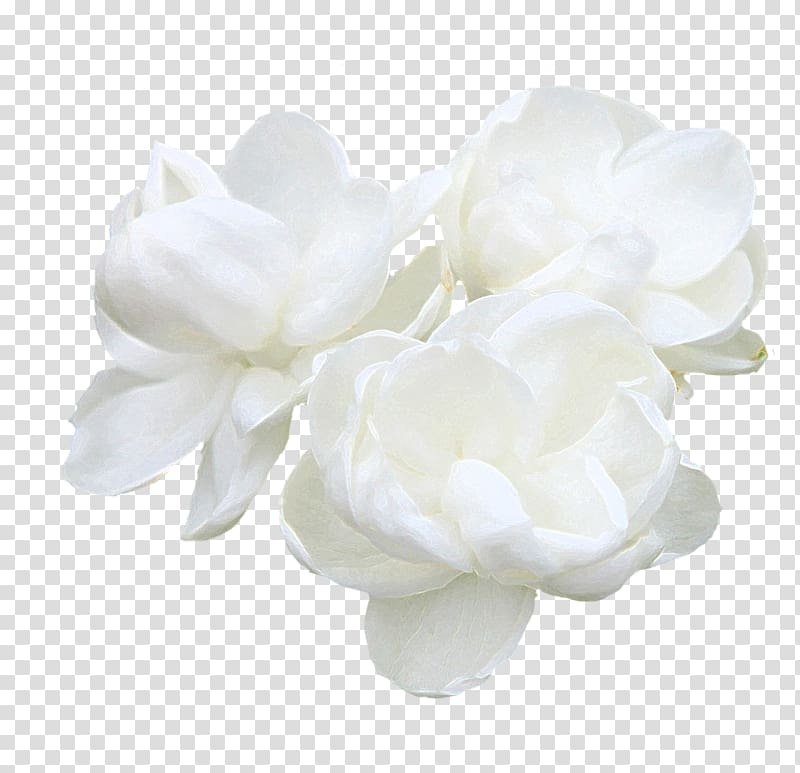 white jasmine transparent background PNG clipart