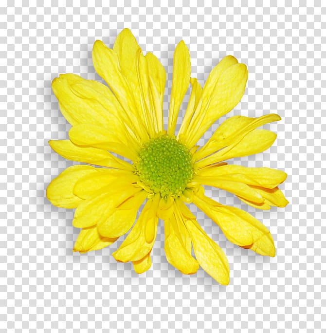 Daisy family Chrysanthemum Argyranthemum frutescens Oxeye daisy Flower, orange flower transparent background PNG clipart