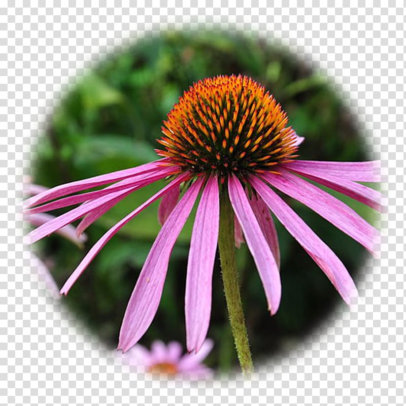 Purple coneflower Echinacea angustifolia Perennial plant Phytotherapy Echinacea pallida, echinacea transparent background PNG clipart