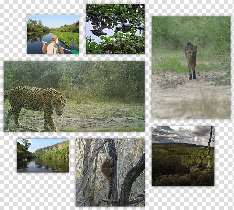 Wildlife Jaguar Ecosystem Camera trap Cat, jaguar transparent background PNG clipart