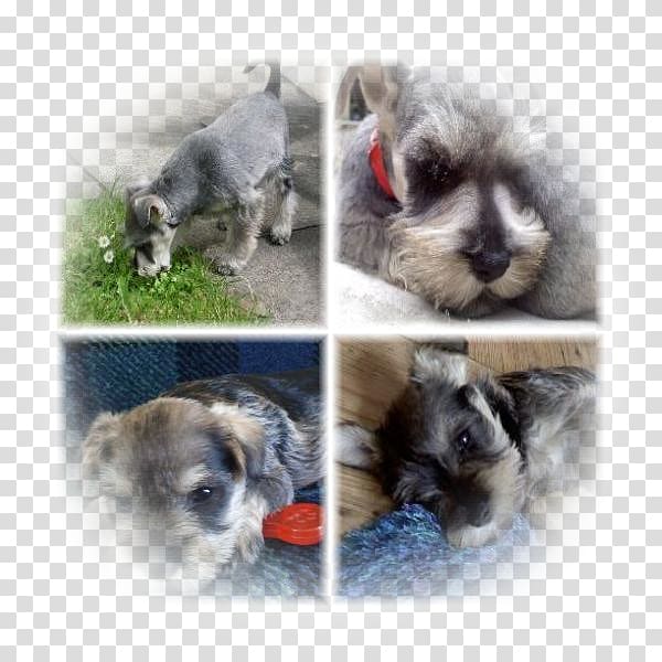 Miniature Schnauzer Schnoodle Morkie Havanese dog Puppy, puppy transparent background PNG clipart