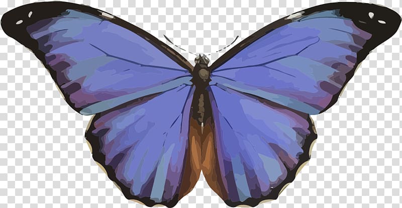 Butterfly Karner, New York Menelaus blue morpho , butterfly transparent background PNG clipart