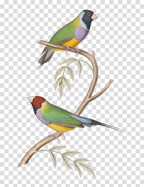 Finches Bird Paper Drawing , Bird transparent background PNG clipart