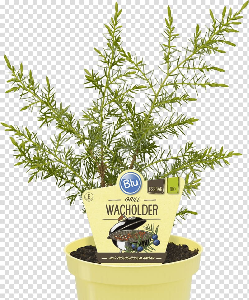 Common juniper Herb Grilling Juniper berry Mint, Mint transparent background PNG clipart