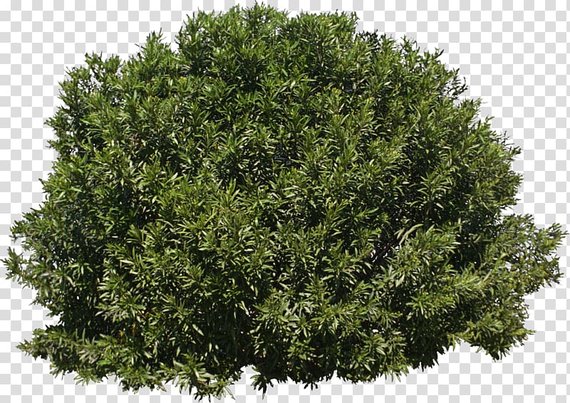 green bush, Tree Shrub Evergreen, bushes transparent background PNG clipart