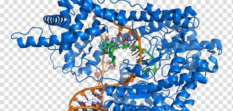 Biochemistry DNA Medicine Nucleic acid Genetics, science transparent background PNG clipart