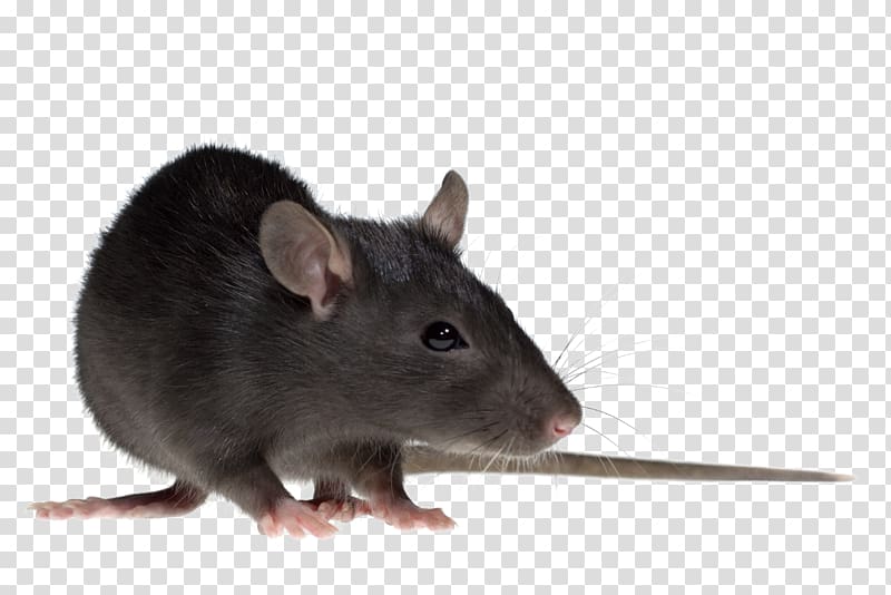 Brown rat Mouse Gerbil Rodent Black rat, mouse transparent background PNG clipart