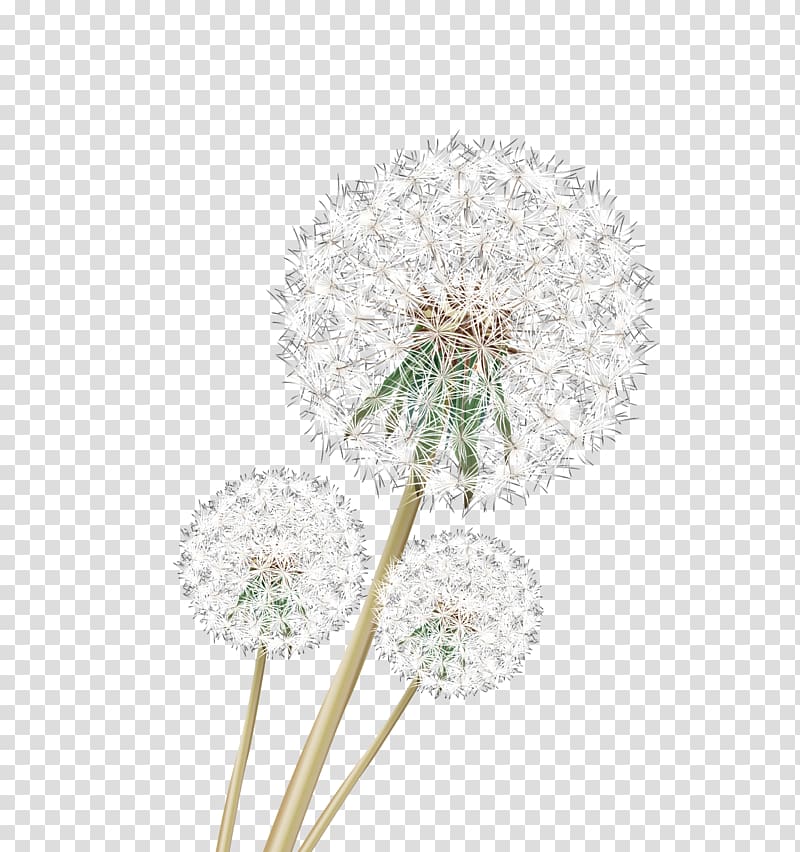 dandelion , Dandelion Google s, HD vivid dandelion transparent background PNG clipart