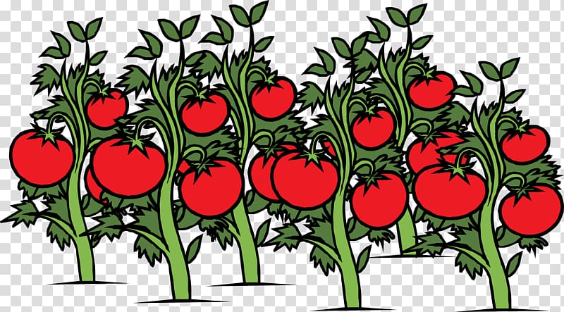 Garden Vegetable Cherry tomato , bright red tomato transparent background PNG clipart