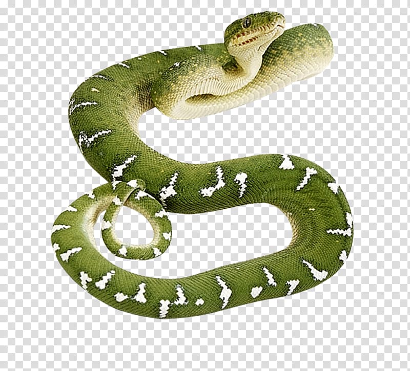 Smooth green snake Reptile , snakes transparent background PNG clipart