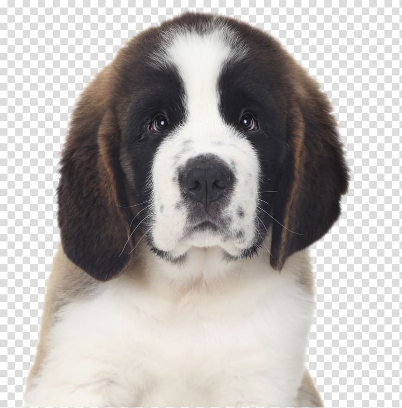 German Pinscher Miniature Pinscher Puppy St. Bernard Bulldog, Droopy Dog transparent background PNG clipart