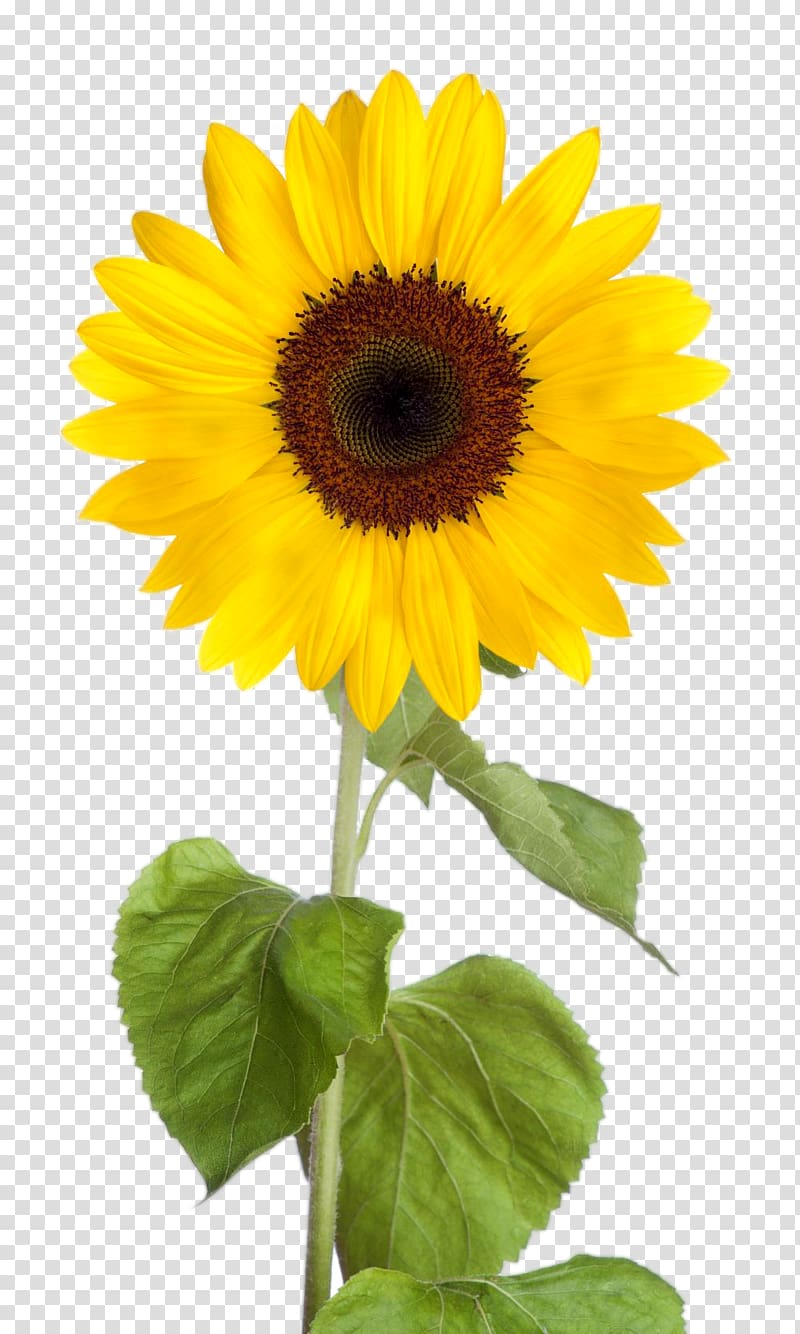 Common sunflower Desktop , sunflower leaf transparent background PNG clipart