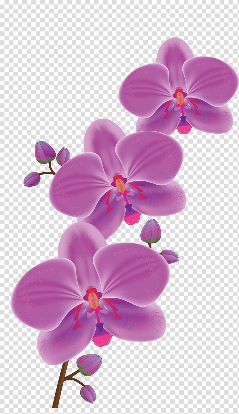 pink flowers, Orchids Flower Phalaenopsis schilleriana , orchid transparent background PNG clipart