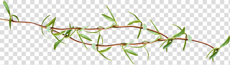 Leaf Twig Tree Plant, bee transparent background PNG clipart