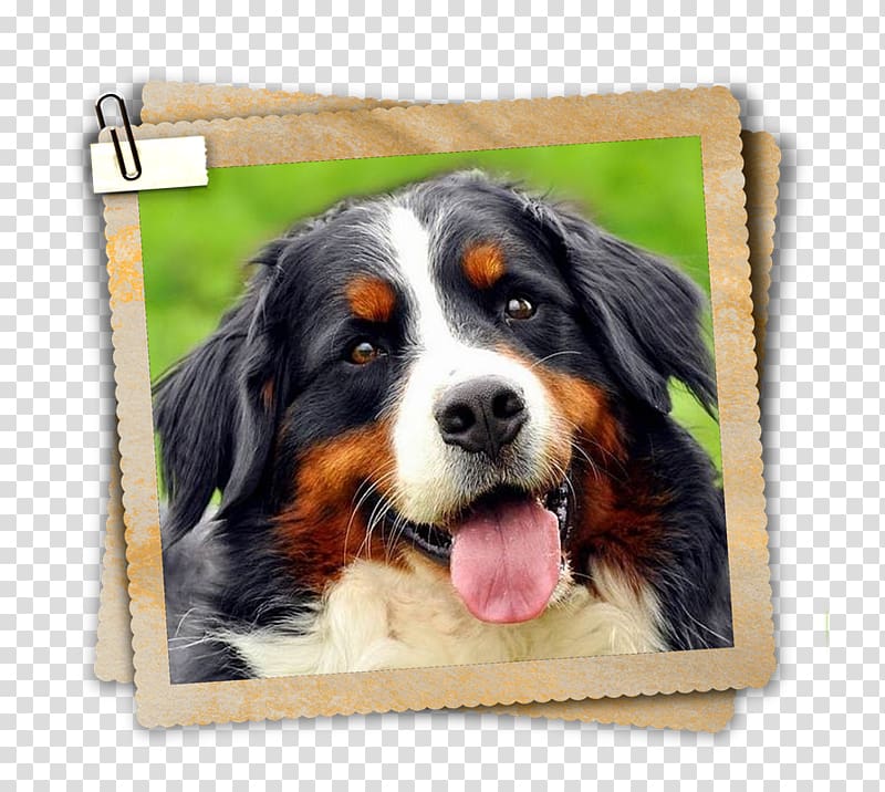 Bernese Mountain Dog Dog breed Greater Swiss Mountain Dog Entlebucher Mountain Dog Companion dog, Bernese Mountain Dog transparent background PNG clipart