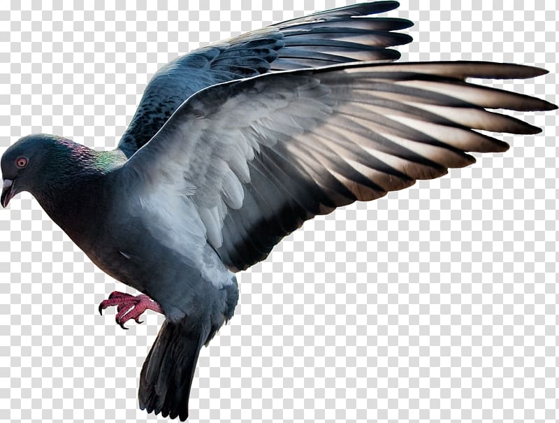 grey and black pigeon illustration, Domestic pigeon Columbidae Flight, pigeon transparent background PNG clipart