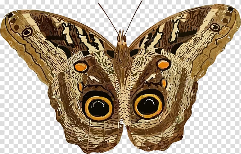 Butterfly Moth Hyalophora cecropia , moth transparent background PNG clipart