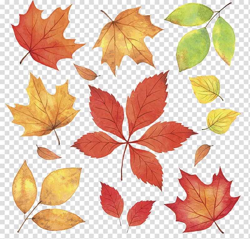 maple leaves illustration, Autumn Leaves Leaf Illustration, Maple leaves fall transparent background PNG clipart