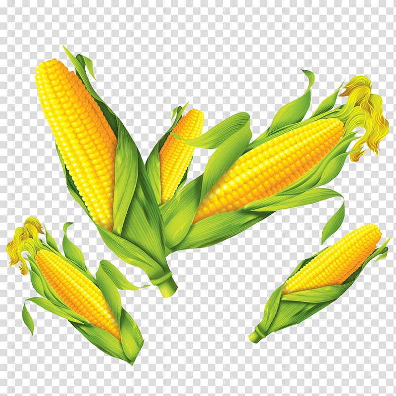 Corn on the cob Maize Poster, corn transparent background PNG clipart