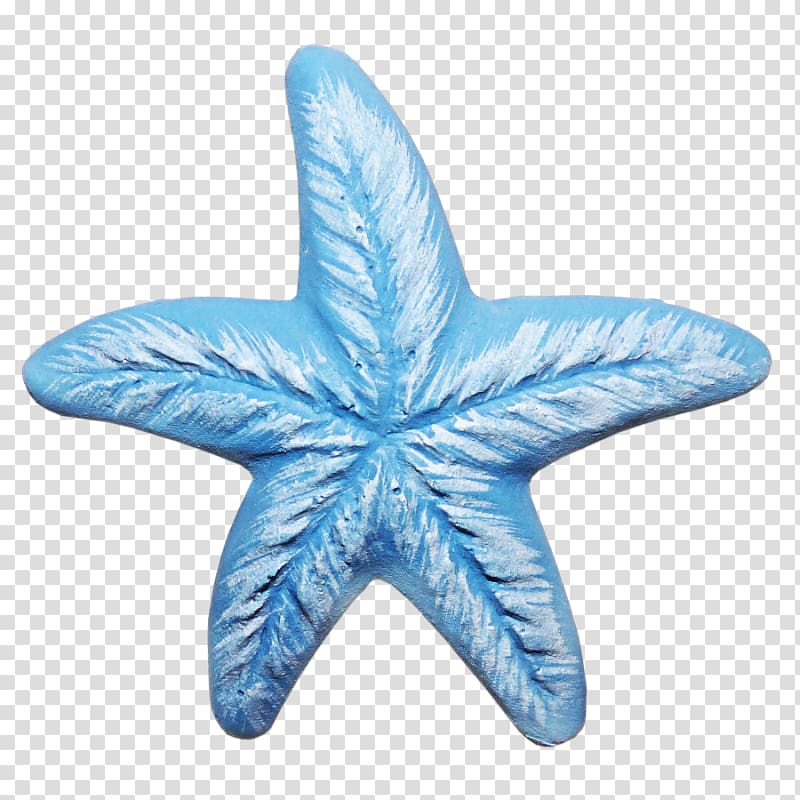 Starfish Linckia laevigata, starfish transparent background PNG clipart