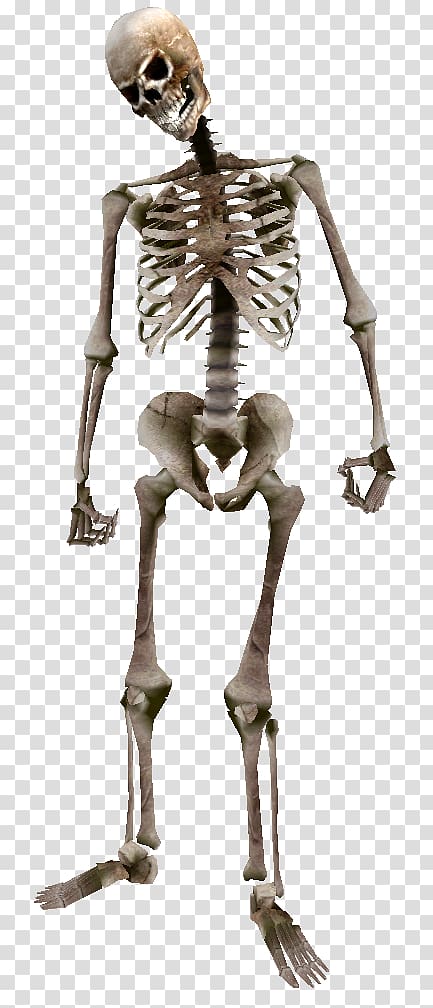 skeleton illustration, Oblivion The Elder Scrolls: Arena Human skeleton Bone, Beast Oblivion Skeleton transparent background PNG clipart