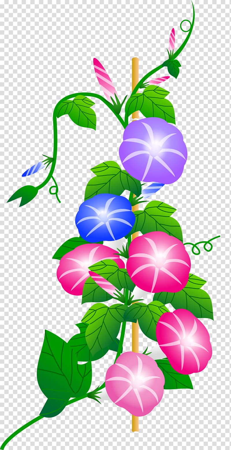 Japanese morning glory Blog Summer, Asian Flower transparent background PNG clipart