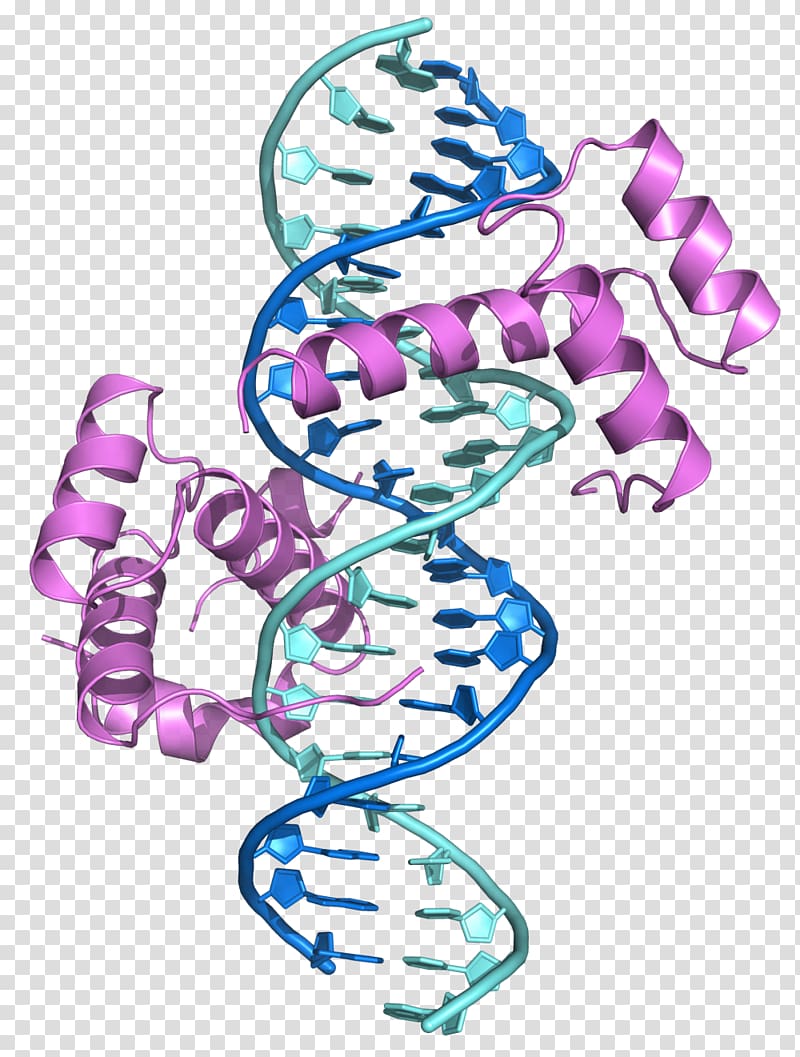 Hox gene Homeobox PBX1 Protein HOXB1, DNA transparent background PNG clipart