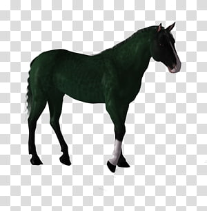 Horse Pony, horse transparent background PNG clipart thumbnail