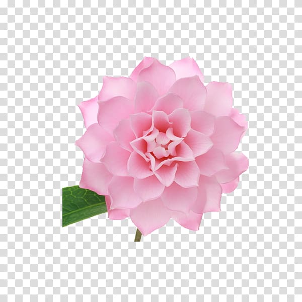 Japanese camellia Centifolia roses Pink Petal, A solid triangle edge camellia transparent background PNG clipart