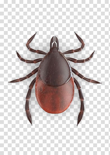 Bed bug bite Tick , BlaCk Tick transparent background PNG clipart