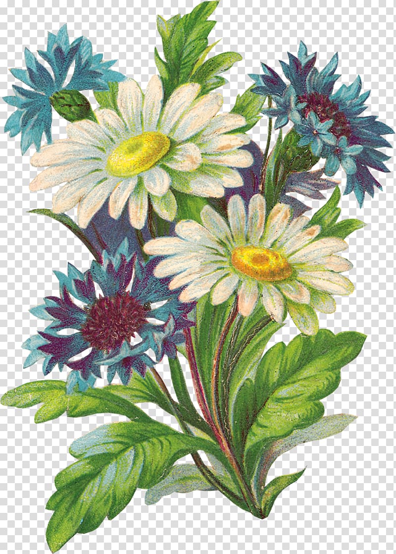 Common daisy Flower bouquet Garden roses, flower transparent background PNG clipart