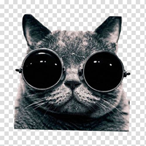 British Shorthair grapher Mobile phone Music, Glasses cool cat transparent background PNG clipart