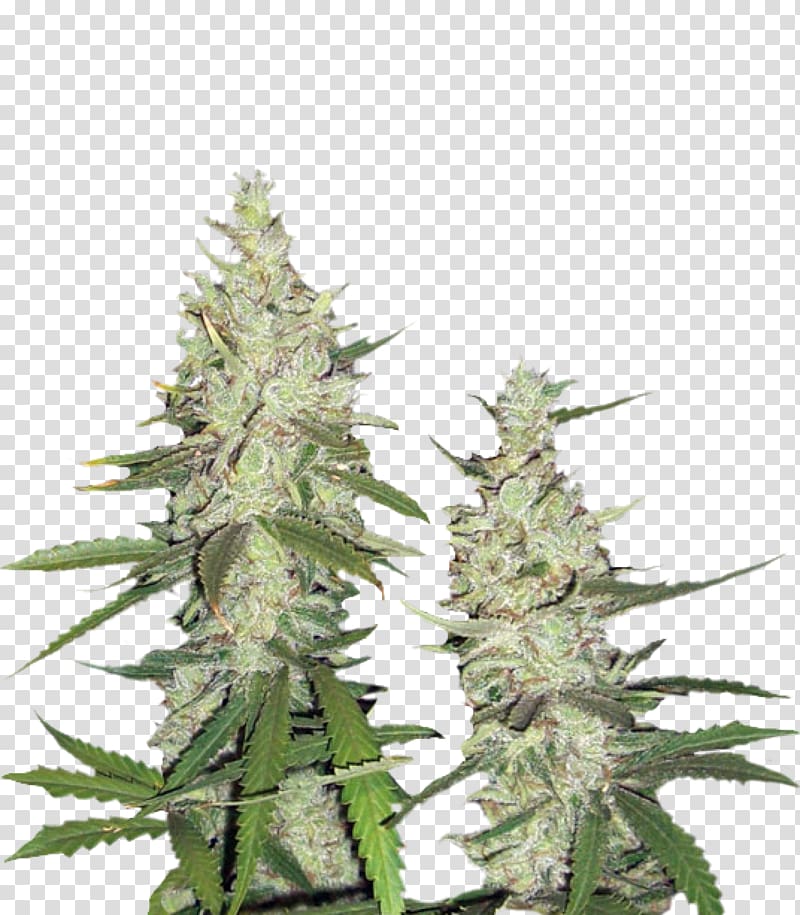 Hemp Feminized cannabis Seed Instagram Cultivar, others transparent background PNG clipart