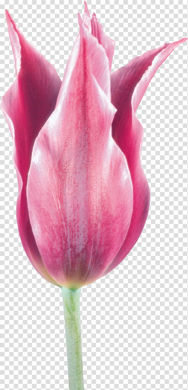 Tulip Cut flowers , tulip transparent background PNG clipart