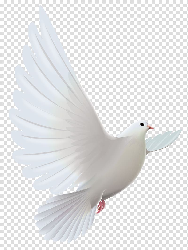 Columbidae Bird Domestic pigeon , Dove transparent background PNG clipart