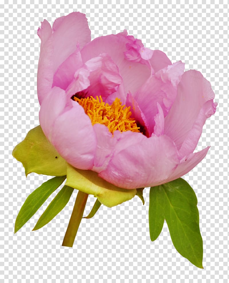 Flower Moutan peony Portable Network Graphics Garden roses, fond ecran transparent background PNG clipart