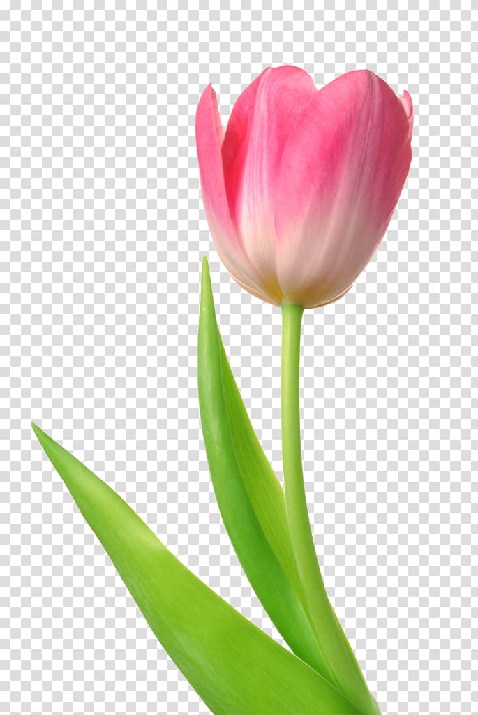 Skagit Valley Tulip Festival Desktop , white tulip transparent background PNG clipart