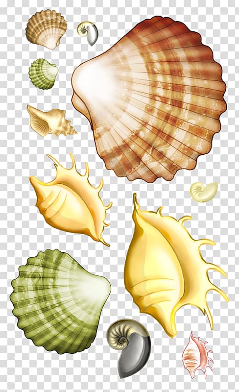 Seashell Scallop , Cartoon marine life scallops conch transparent background PNG clipart
