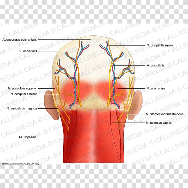 Head and neck anatomy Nerve, others transparent background PNG clipart