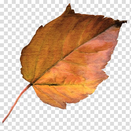 Leaf Autumn Horror Deciduous France Télécom, Leaf transparent background PNG clipart