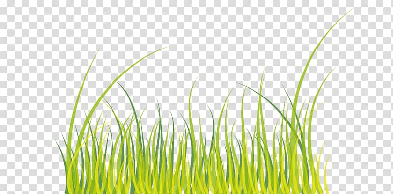 Wheatgrass Green, Green grass transparent background PNG clipart