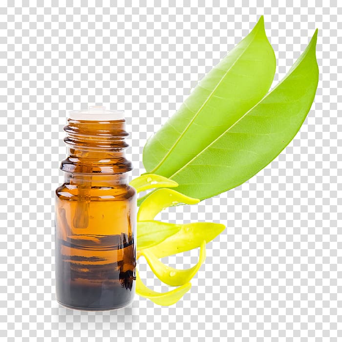 Essential oil Rosemary Ravensara aromatica Eucalyptol, ylang ylang transparent background PNG clipart