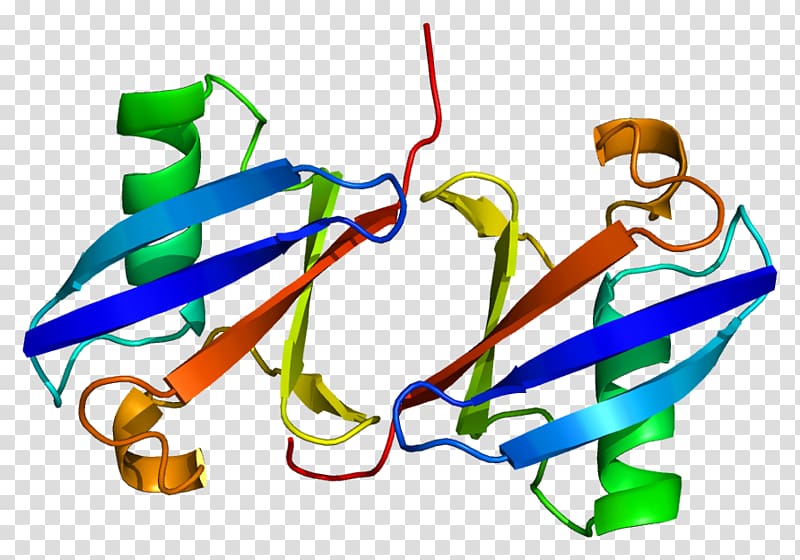 Ubiquitin C Ubiquitin B Ubiquitin A-52 residue ribosomal protein fusion product 1, others transparent background PNG clipart