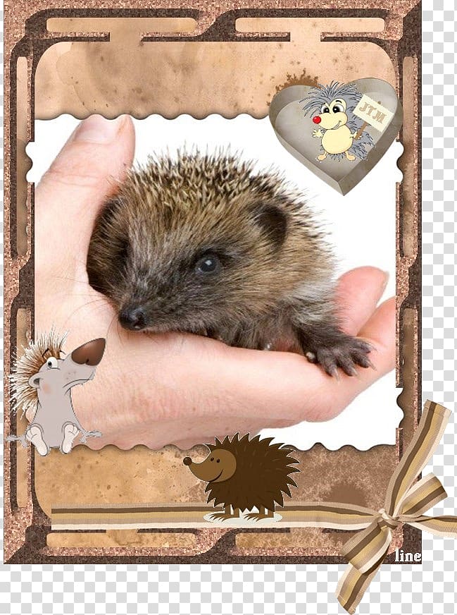 Domesticated hedgehog Computer mouse Porcupine Fauna, hedgehog transparent background PNG clipart