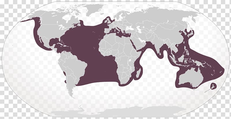 Globe World map Border, sea cucumber transparent background PNG clipart