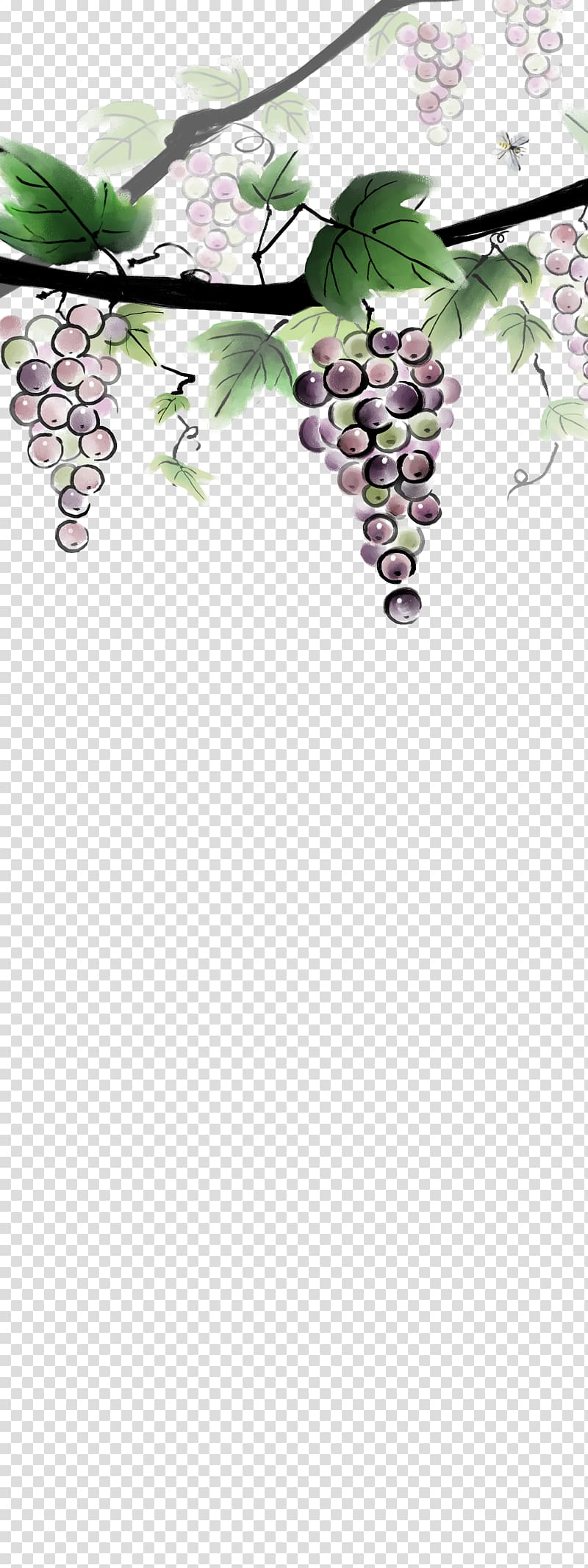 Grape Ink wash painting , grape transparent background PNG clipart