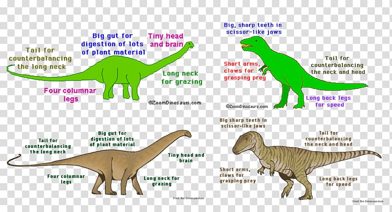 Tyrannosaurus Velociraptor Supersaurus Diagram, Rex toy story transparent background PNG clipart